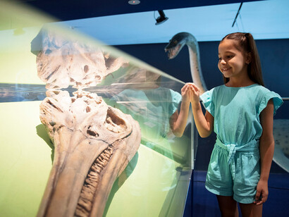Ancient seas and reef, exhibition view. Courtesy of Queensland Museum Tropics