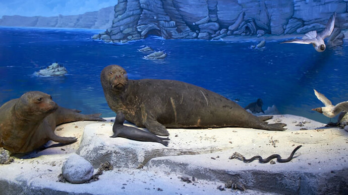Black Sea seal. Courtesy of Grigore Antipa National Museum of Natural History