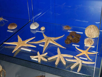 Mediterráneo, naturaleza y civilización. Courtesy of Museo Nacional de Ciencias Naturales