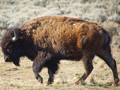 Strolling through the plains, bison roam in herds seeking feeding grounds