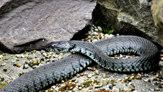 Il serpente, colui che risveglia la conoscenza e simbolo della ciclicità della vita