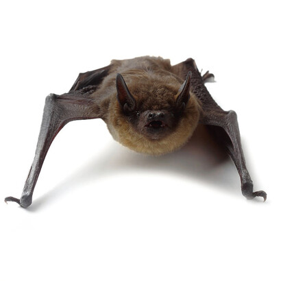 As vampires were bats as well, they used to be informally considered animals