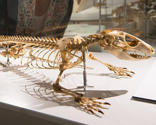 Mosasaur Hall. Courtesy of Royal Belgian Institute of Natural Sciences