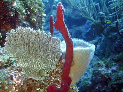 Spugne. Phylum Porifera
