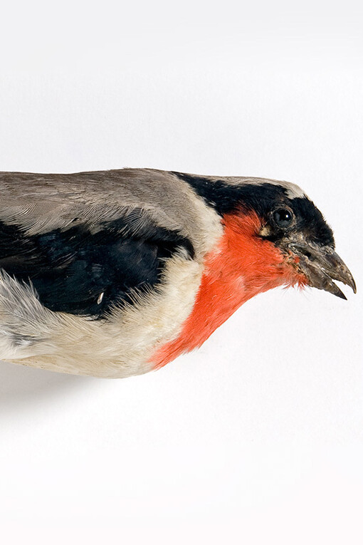 Vögel. Courtesy of Museum für Naturkunde