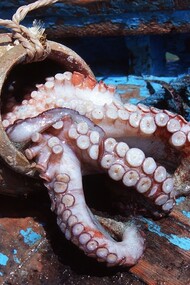 Dieta Mediterrânica, polvo 