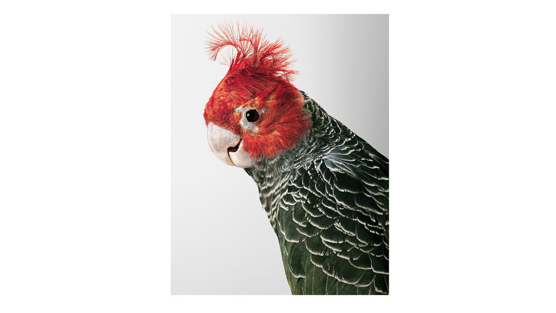 Leila Jeffreys. Courtesy of Purdy Hicks Gallery