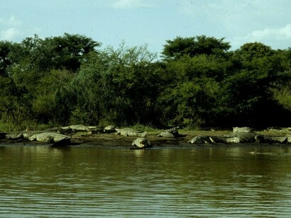 Lago Chew Bar