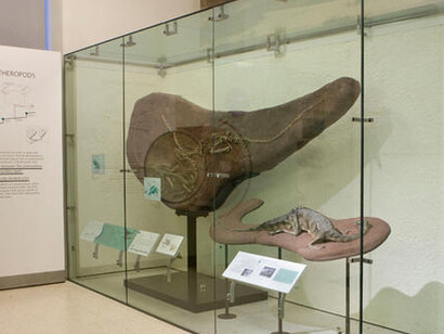 Hall of Saurischian Dinosaurs. Courtesy of American Museum of Natural History