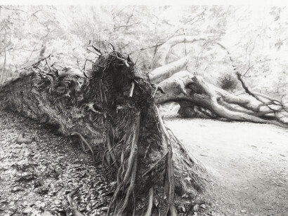 Domino, Celia De Serra, pencil on strathmore, 2014