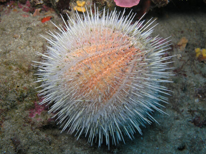 Echinus melo