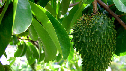 Annona Muricata