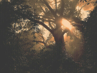 A sunrise moment with a tree can evoke a lifetime's respect for nature @ Shrishtee Bajpai