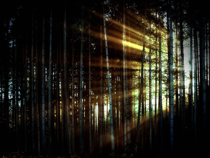 Luce bianca tra gli alberi. La presenza contemporanea di tutte le lunghezze d'onda visibili, in quantità proporzionali a quelle della luce solare, forma la luce bianca, ovvero quella che noi distinguiamo come tale