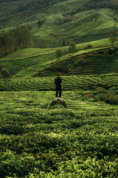 A lone figure stands amidst the lush, rolling hills of a tea plantation in Kerala, India
