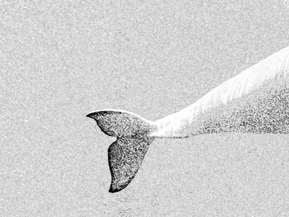Era un vecchio beluga