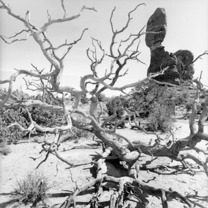 LEE FRIEDLANDER, Arches National Park, Utah, 2007. Courtesy of Fraenkel Gallery