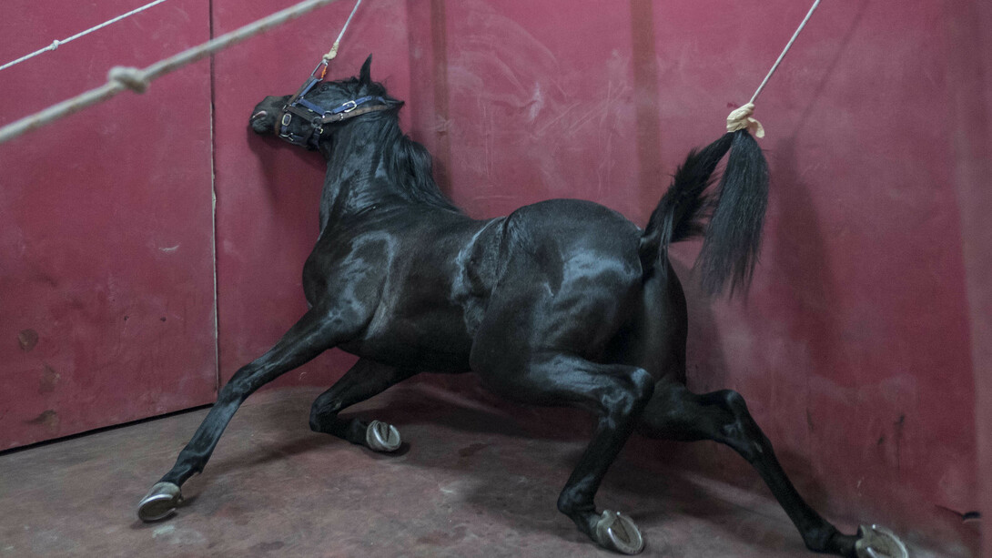 Ekin Çekiç, Horsepital, courtesy of Mamut Art Project