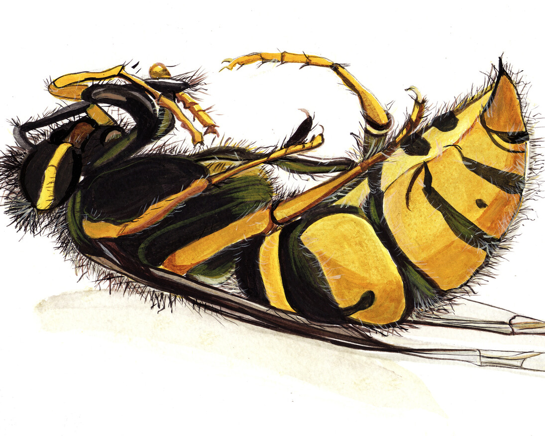 The Wasp – egg, tempera painting on paper
Medium: egg tempera on paper, size 15cm High x 25 cm wide, Year:  2015