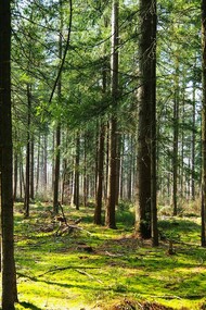 A peaceful forest representing harmony 