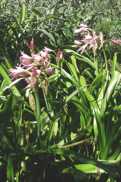 Fioriture estive nell'orto