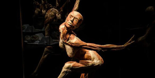 Body Worlds: Pulse. Courtesy of California Science Center