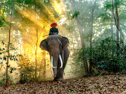 In the forests of Nepal, elephants wander under dappled sunlight, representing the delicate balance between nature and human coexistence