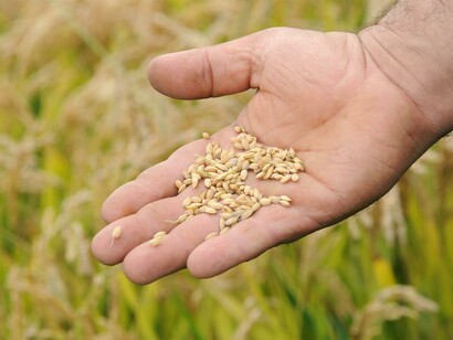 Chicchi di riso piemontese