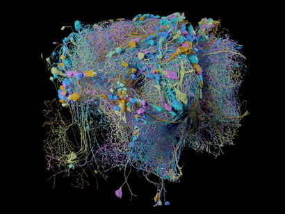 Mapa en alta resolución de las redes de conexiones sinápticas subyacentes a la organización estructural y funcional en un cerebro sano