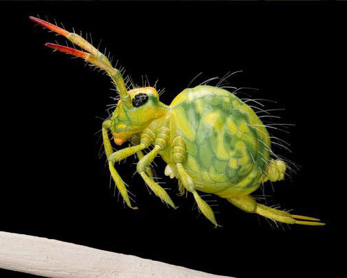 BiodiverCITY. Courtesy of Royal Belgian Institute of Natural Sciences