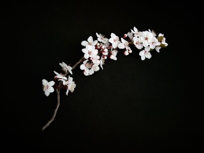 Cherry blossoms