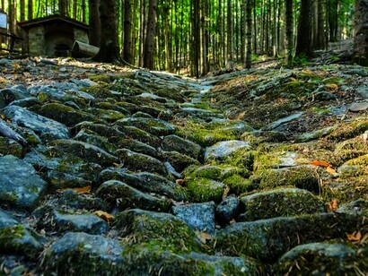 Foresta di Vallombrosa