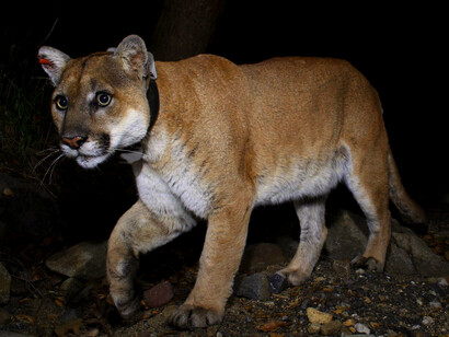 P-22, el querido puma de 125 libras de Griffith Park, Los Ángeles