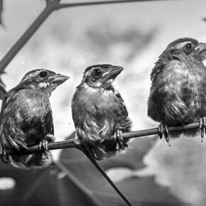 Birds on the Wire. Courtesy of Oregon Historical Society