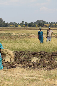 A woman harvesting teff in Lebe village, Amhara region, Ethiopia, showcasing the traditional agricultural practices that sustain local communities
