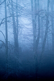 Misty forest, ph. Michael Stillwater 