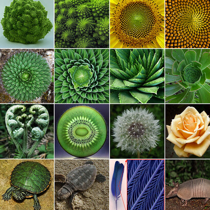 Other symmetric and regular patterns (including the spiral and the fractal ones) can be easily detected also among living organisms. Few examples are shown.