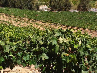 Viñedo Piuquenes con sus cepas país, moscatel y Pedro Jiménez, ubicado en Elqui, Chile