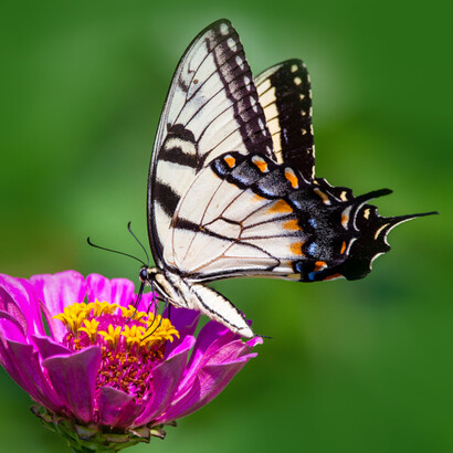 Butterflies and moths are considered to be in love with light in Persian literary tradition
