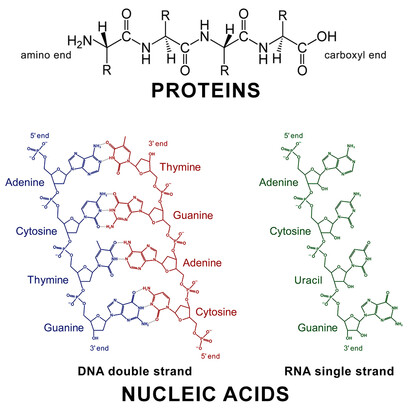 Biopolymers, existing and extracted from nature, include many molecules. In this panel are shown the polymeric structures of proteins and nucleic acids.
