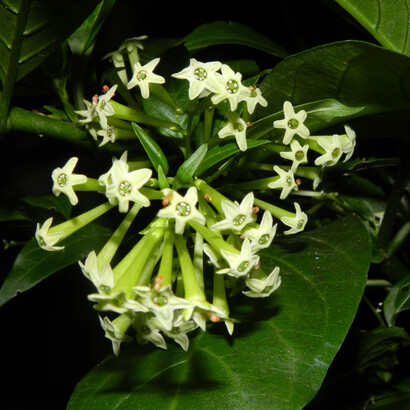 Galán de noche («Cestrum nocturnum») conocido en México como huele de noche