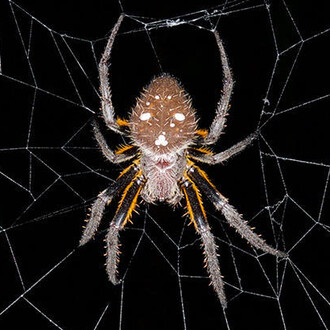 Arthropods. Courtesy of Harvard Museum of Natural History