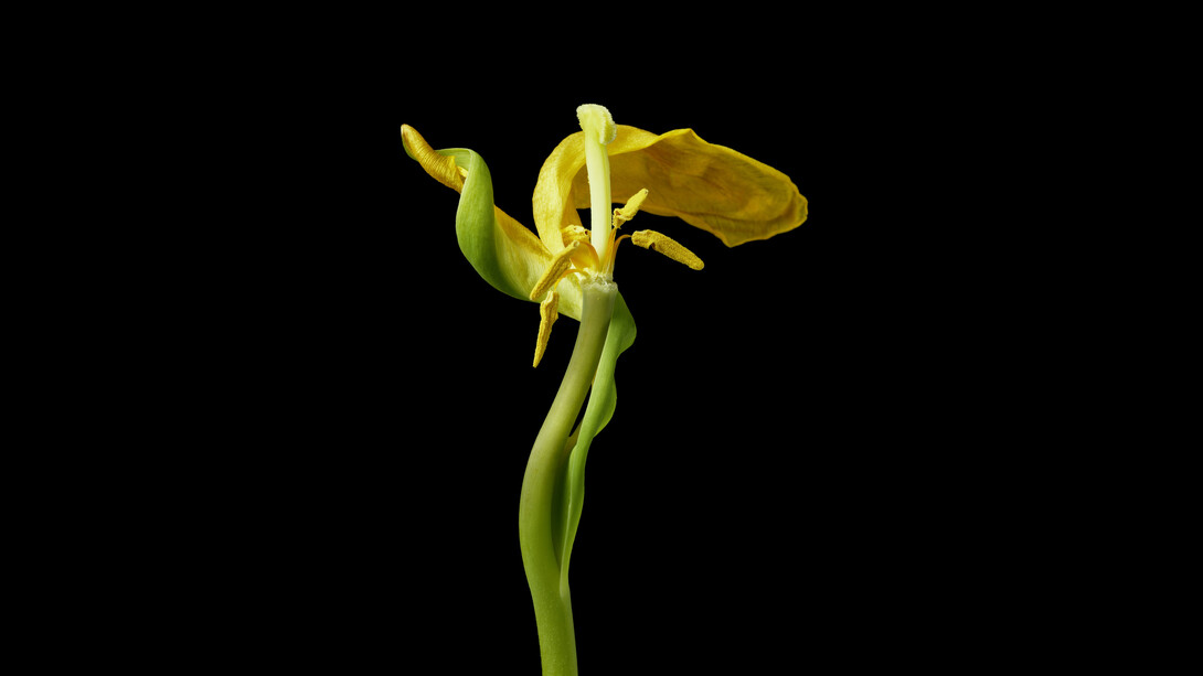 Tim Nighswander, Yellow Tulip. Courtesy of Elisa Contemporary Art Gallery