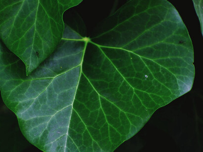 Foglie verdi scuro inumidite dalla pioggia