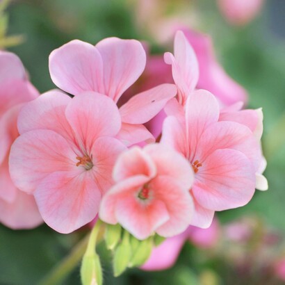 Il sole filtrava dalla fessura tra le tende colpendo direttamente i gerani rosa posizionati sul bordo di un vaso di ceramica