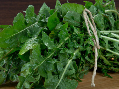 Cicoria selvatica pronta per essere consumata