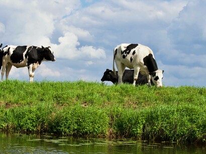 Cows grazing the field peacefully in spite of the fact their milk could contribute to type 2 Diabetes