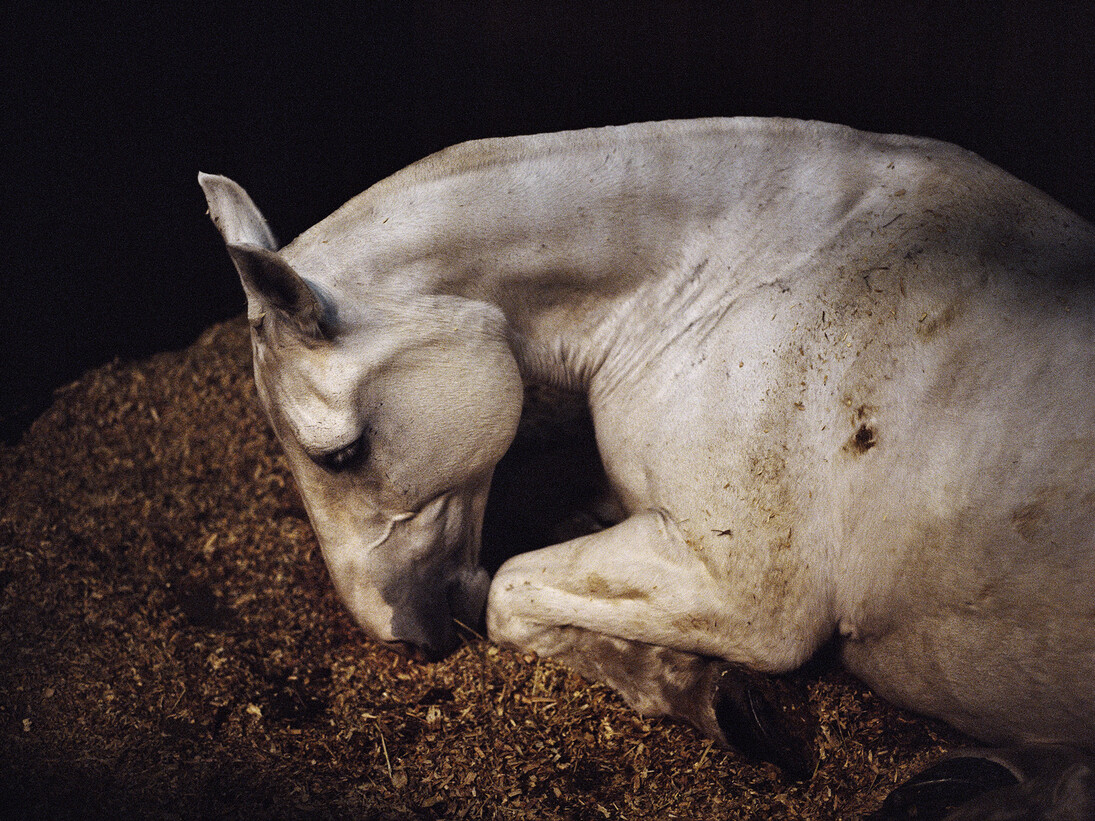 Charlotte Dumas, Untitled, from the series Anima, 2012 © Charlotte Dumas, Courtesy of the artist