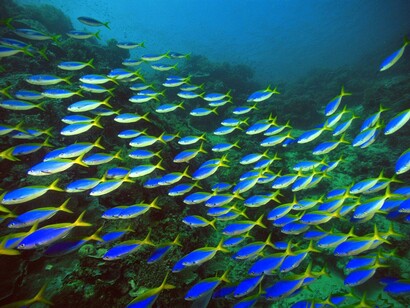 Banco de peces