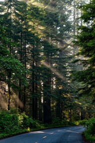 Andar per boschi e foreste